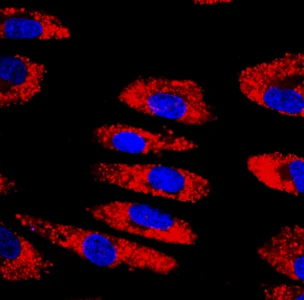 subgroup-image